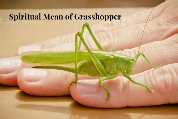 Spiritual Mean of Grasshopper